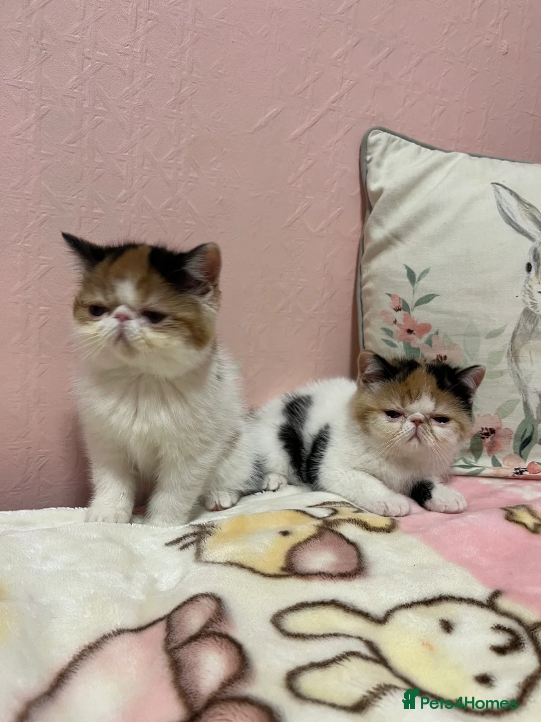 Exotic cats for sale: Exotic kittens  - Advert 11