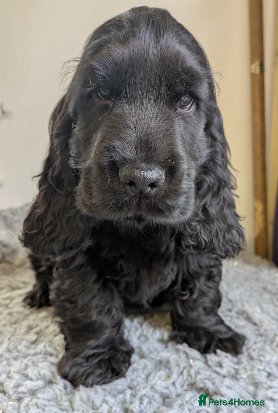 Cocker Spaniel dogs for sale: Gorgeous Gold & Solid Blk Show Boy Pups Available! - Advert 4