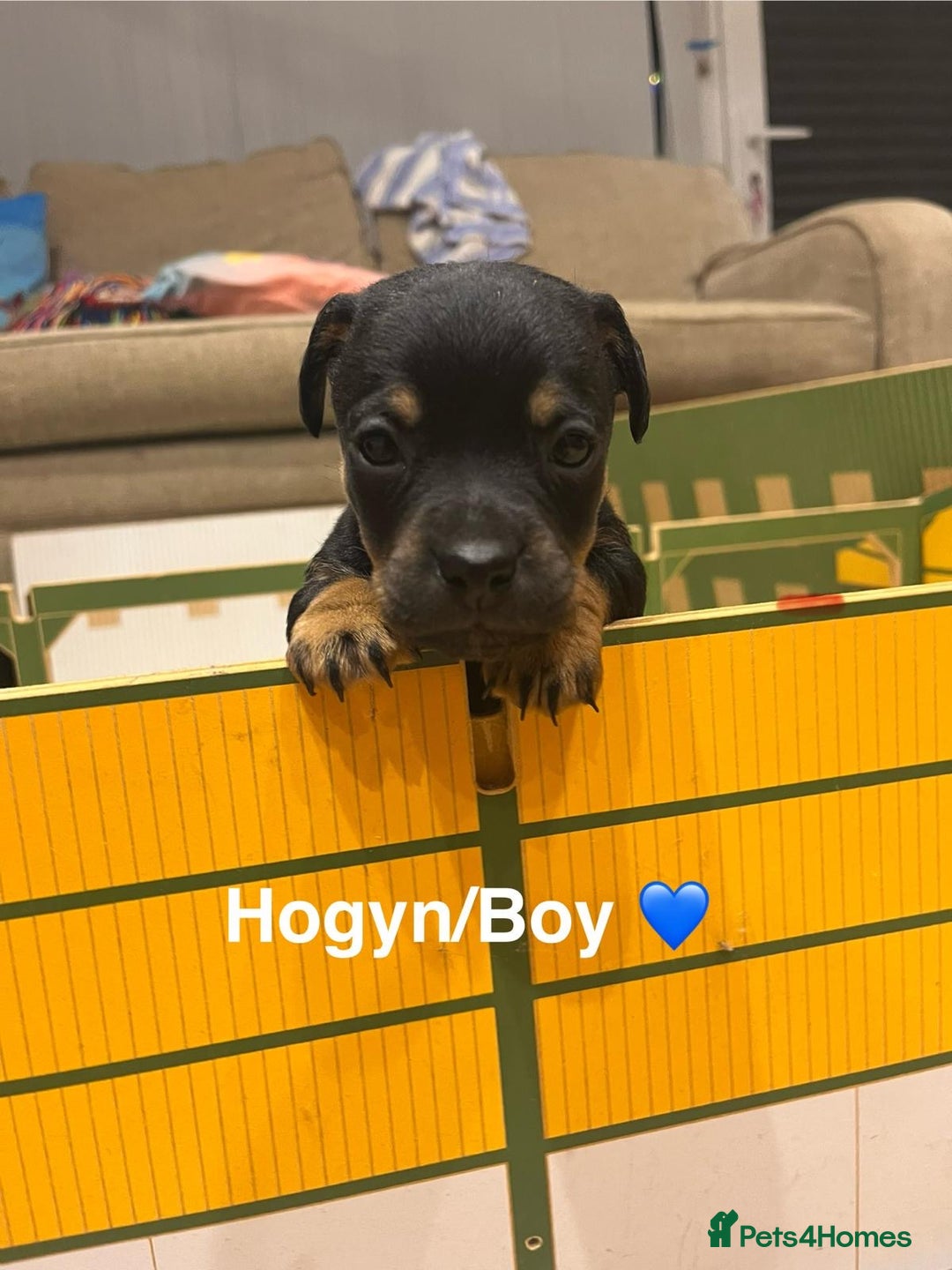 Jack Russell dogs for sale: Jack Russell pups - Advert 4