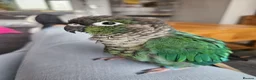 Conures birds for sale: Male handreared conure - Advert 2