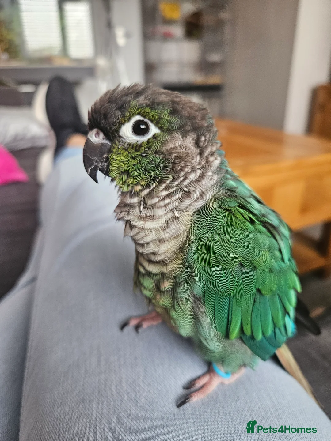 Conures birds for sale: Male handreared conure - Advert 2