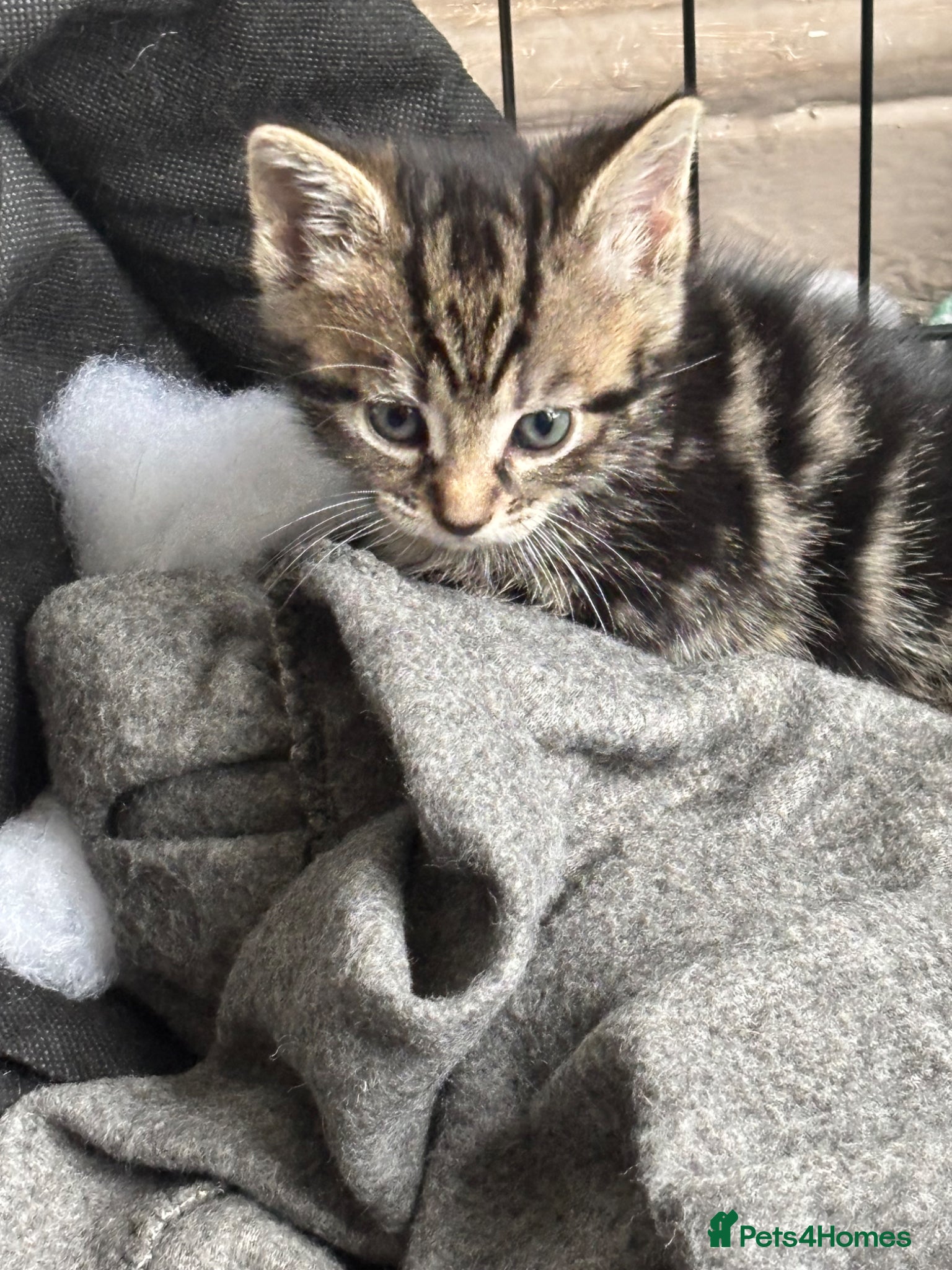 Mixed Breed cats Adorable kittens - Advert 2