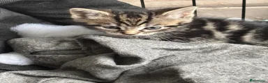 Mixed Breed Kitten 2