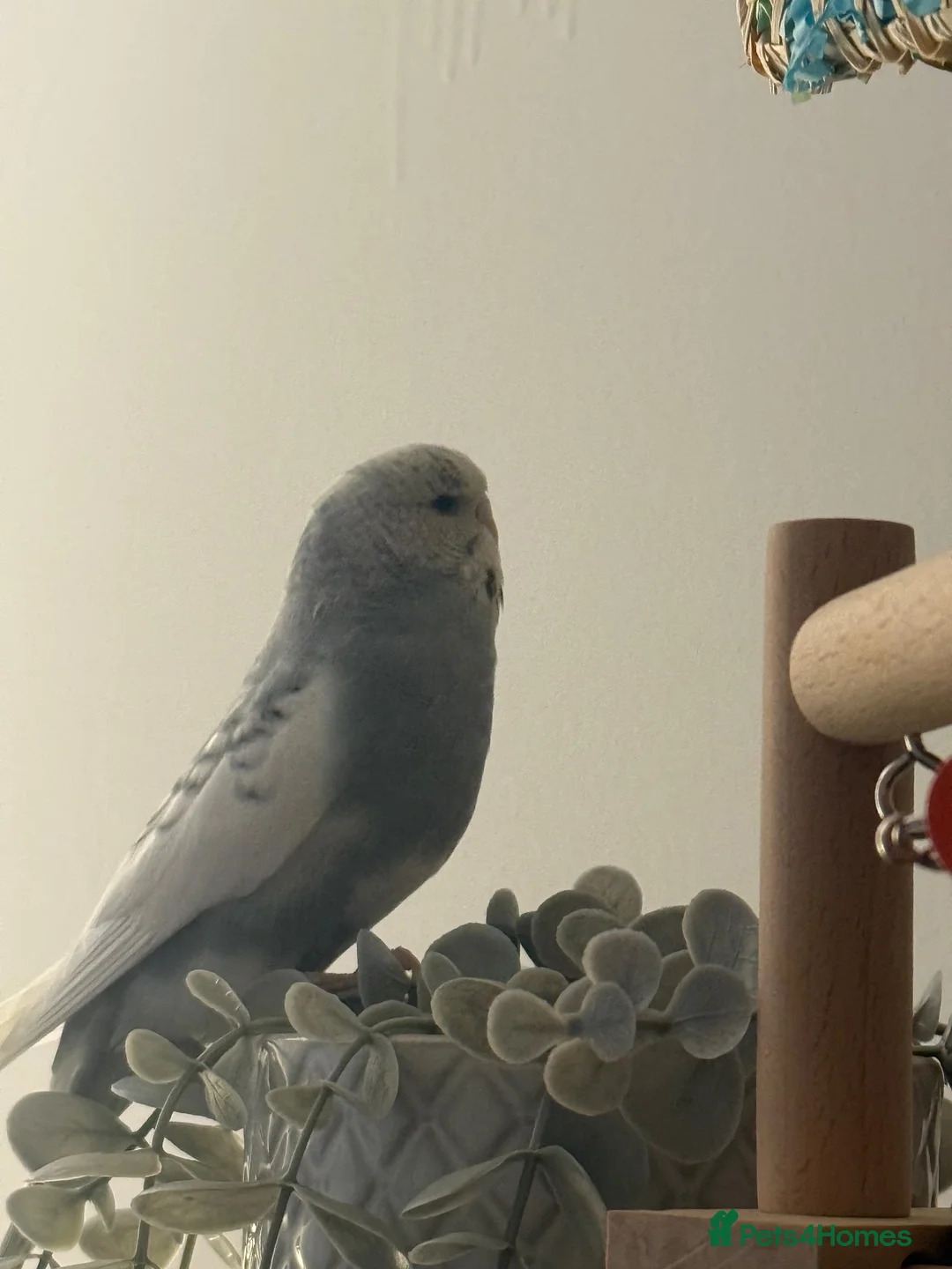 Budgerigars birds for sale: 4 budgies and full set up - Advert 2