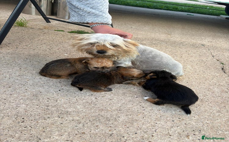 Chorkie dogs - Advert 1