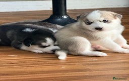 Siberian Husky dogs for sale: SIBERIAN HUSKY  - Image 13