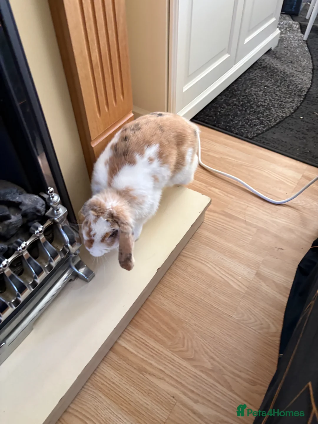 Mini Lop rabbits for sale: Ginger & White Mini Lop Rabbit, Loving Home Needed in Nottingham - Advert 1
