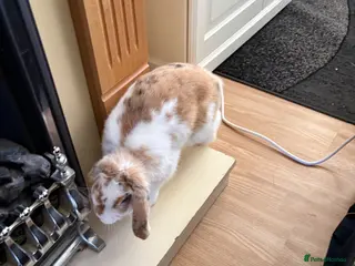 Mini Lop rabbits Ginger & White Mini Lop Rabbit, Loving Home Needed - Advert 5
