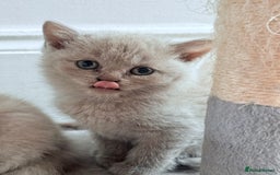 British Shorthair cats for sale: Urgent sale. Fixed price, no negotiations. in Coventry - Image 5