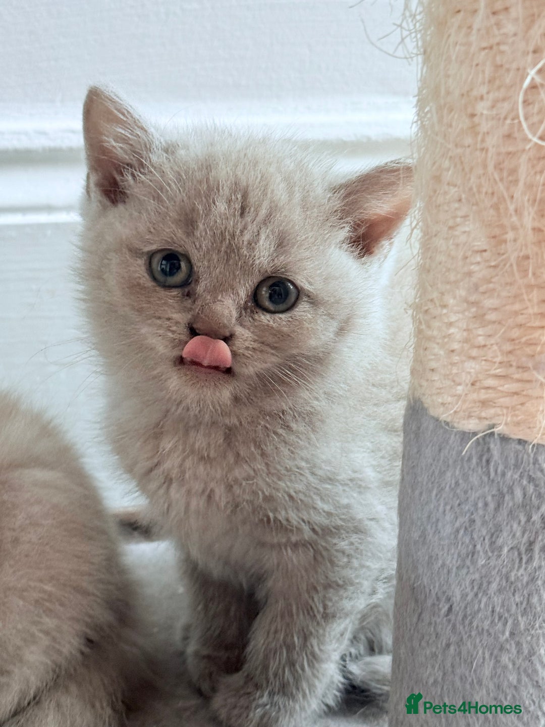 British Shorthair cats for sale: Urgent sale. Fixed price, no negotiations. in Coventry - Image 5