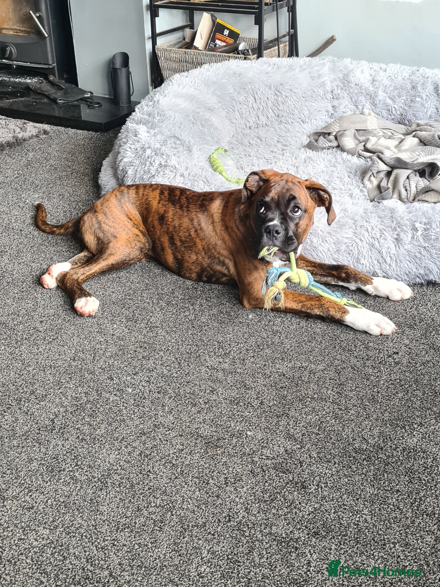 Boxer dogs Beautiful Pedigree Boxer Pups - Advert 1