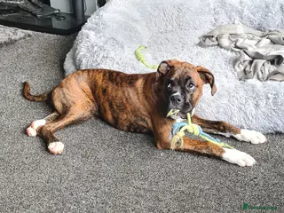 Boxer dogs Beautiful Pedigree Boxer Pups - Advert 1