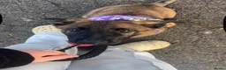 German Shepherd dogs for sale: Dutch herder X GSD  in Wakefield - Advert 9