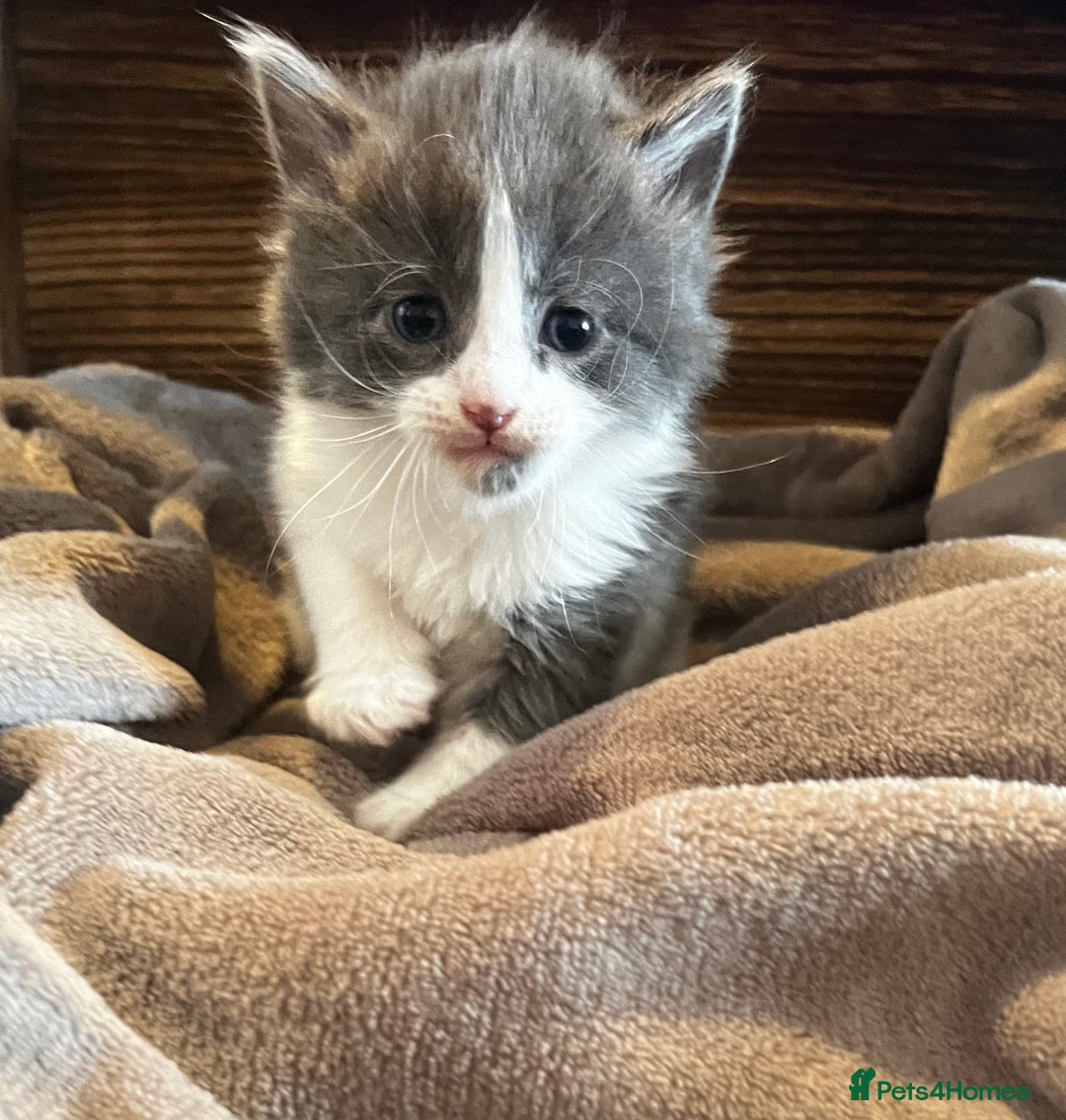 Mixed Breed cats for sale: Beautiful kittens - Image 11