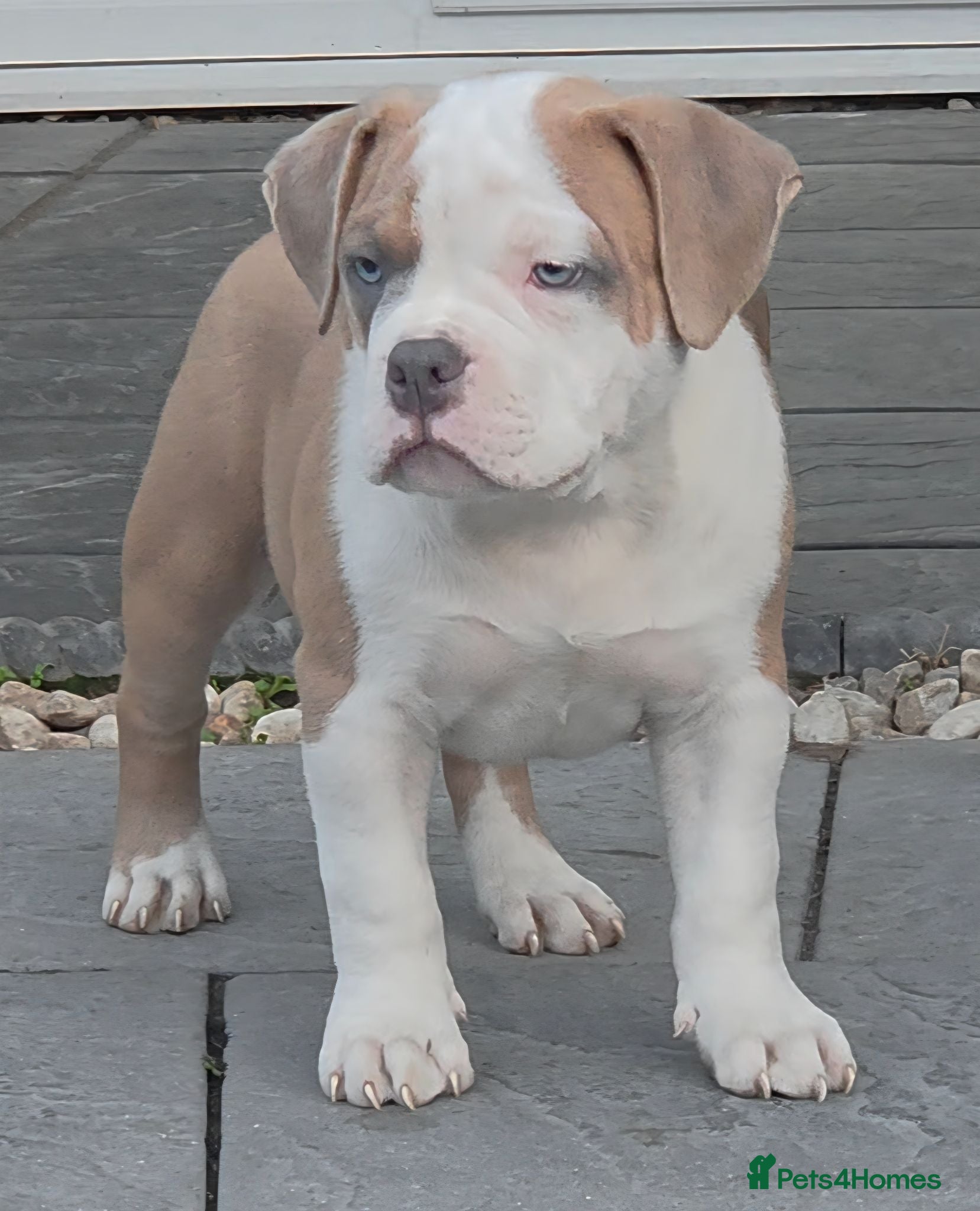 American Bully dogs American Pocket Bully - Advert 7