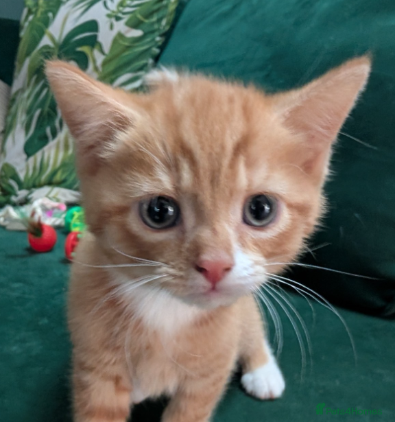 Mixed Breed cats Gorgeous ginger kittens for sale - Advert 1