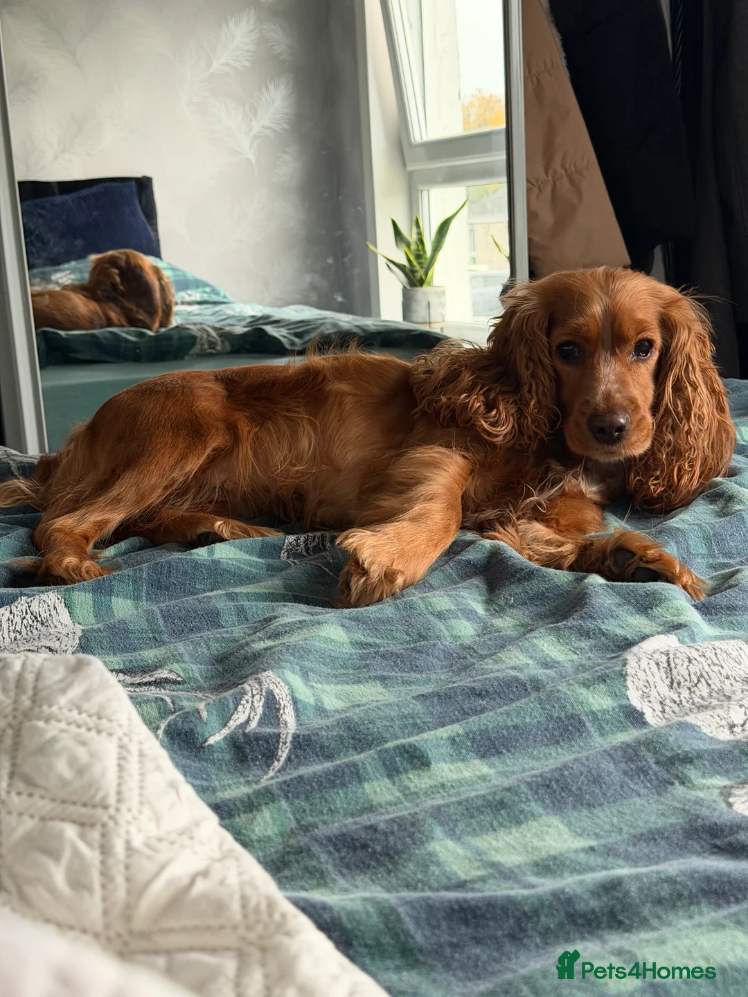 Cocker Spaniel dogs for sale: Beautiful working cocker spaniel puppies for sale - Advert 2