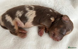 Miniature Dachshund dogs for sale: 🤍🐾 Stunning long haired litter 🐾🤍 - Image 12
