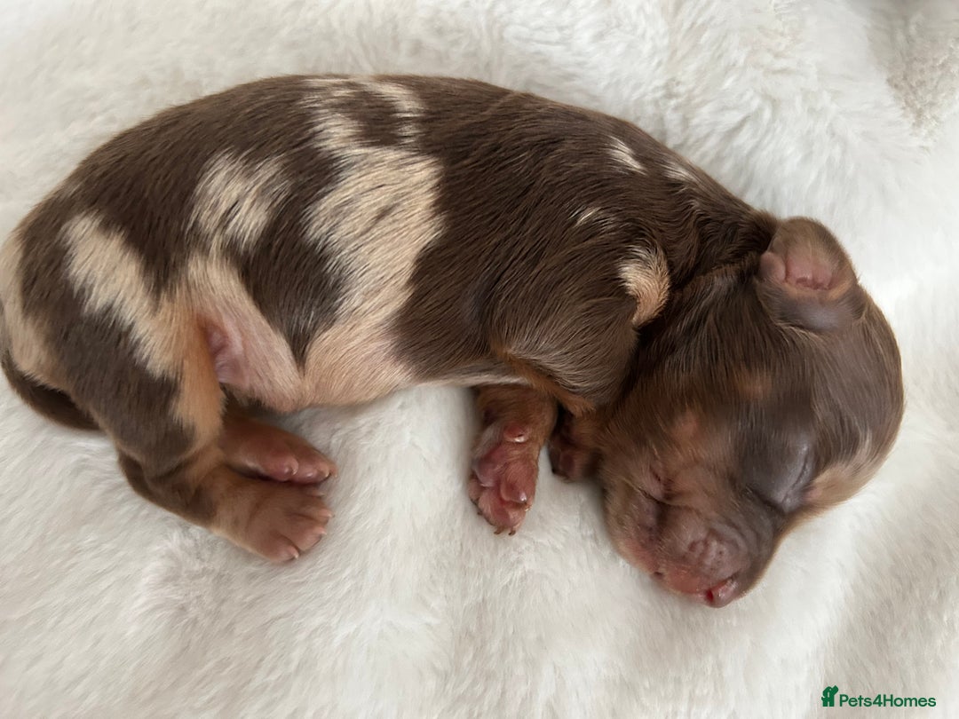 Miniature Dachshund dogs for sale: 🤍🐾 Stunning long haired litter 🐾🤍 - Image 12