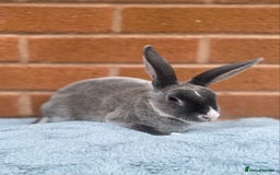 Rex rabbits for sale: Female & male mini rex rabbit kits VIENNA - Image 4