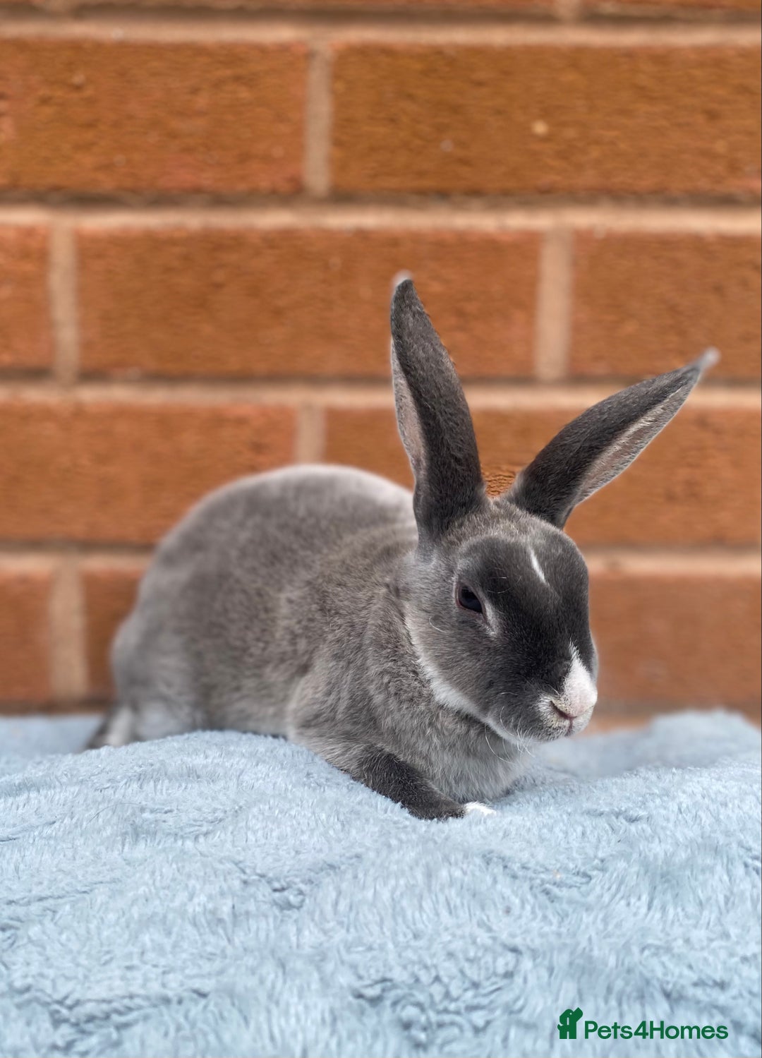 Rex rabbits for sale: Female & male mini rex rabbit kits VIENNA - Image 4