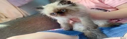 Persian cats for sale: Beautiful Persian kittens  - Advert 9
