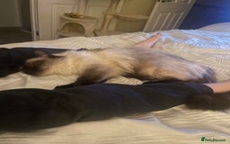 Ragdoll cats for sale: Pedigree ragdoll for sale - Image 3