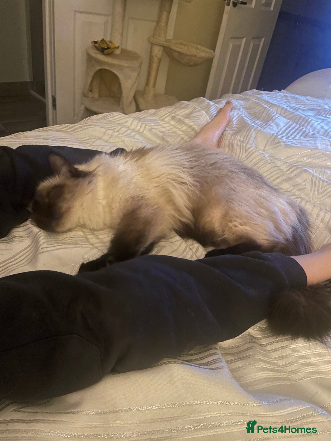Ragdoll cats for sale: Pedigree ragdoll for sale - Image 3