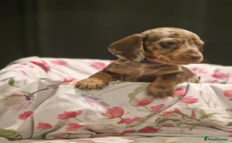 Dachshund dogs - Advert 3