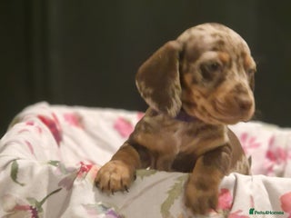 Dachshund dogs - Advert 2