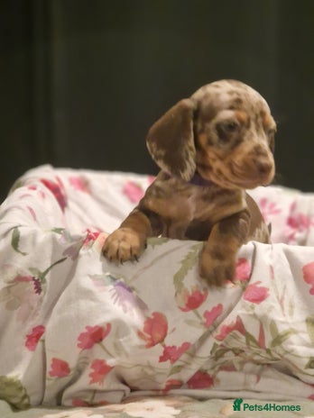 Dachshund dogs - Advert 3