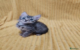 Mixed Breed cats for sale: TINY TABBY MALE KITTEN VIDEOS - Image 8