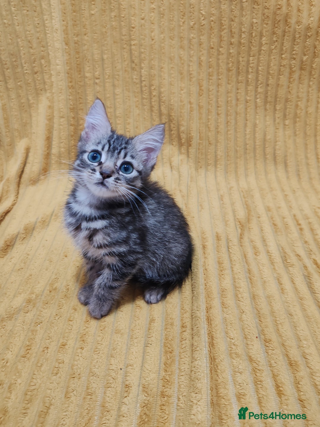 Mixed Breed cats for sale: TINY TABBY MALE KITTEN VIDEOS - Image 8