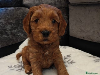 Cockapoo dogs Beautiful cockapoos pups ( 3 lovely pups left ❤️) - Advert 7