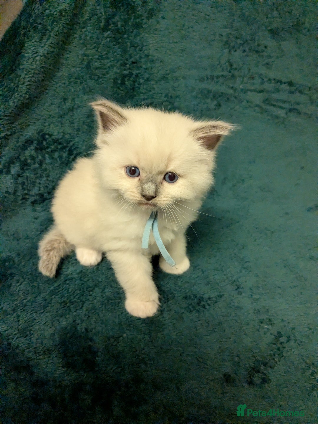 Ragdoll cats for sale: Beautiful GCCF Registered Ragdoll Kittens  🐾 - Advert 11