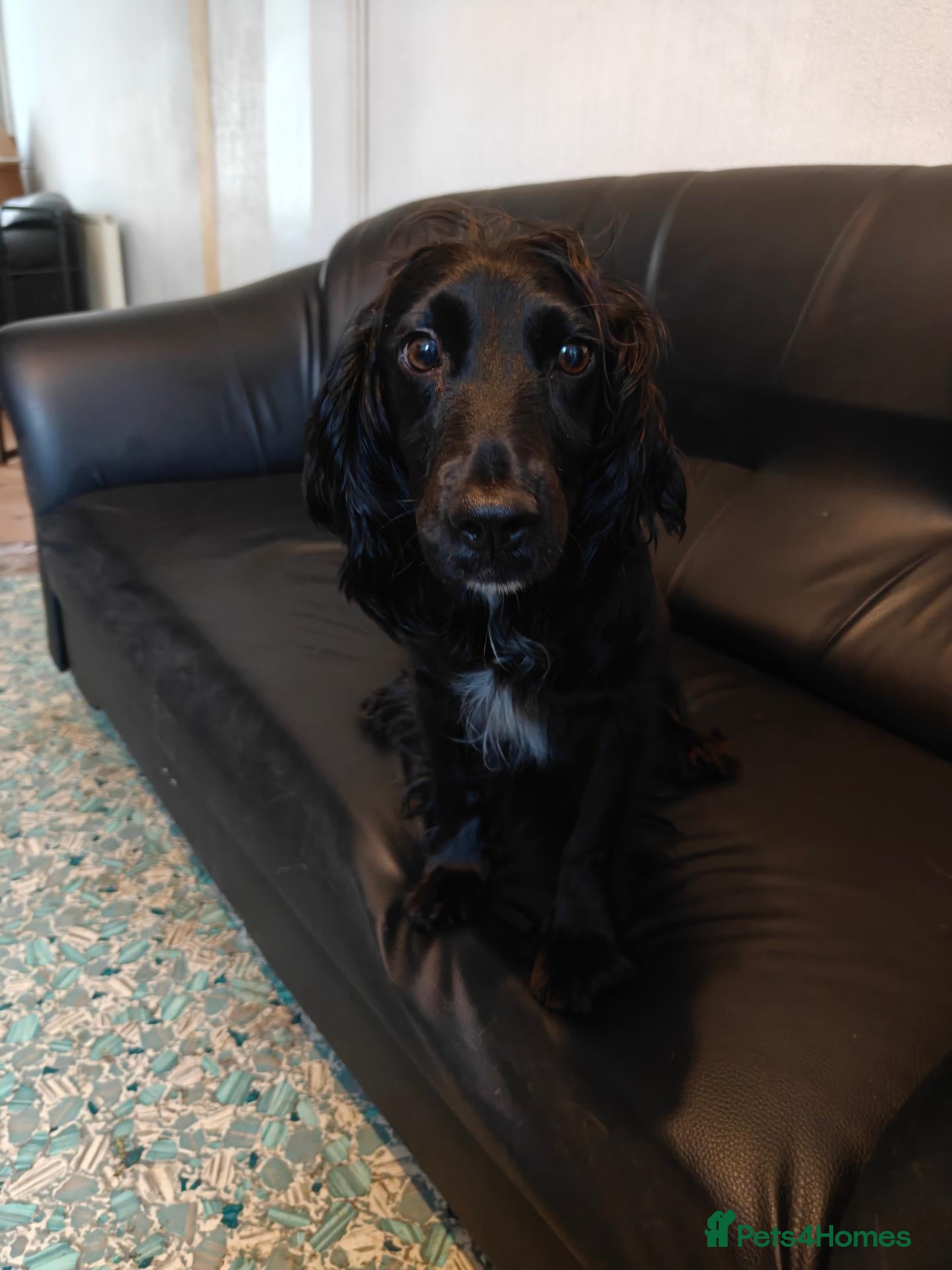 Cocker Spaniel dogs for sale: Cocker spaniel puppies (2 male available) - Advert 11