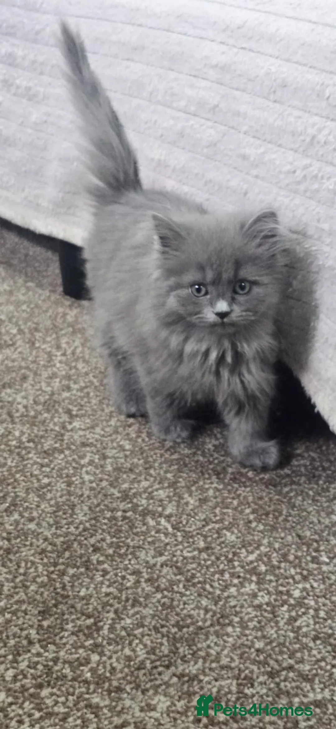 Persian cats for sale: Adorable blue Persian girl ready now  - Advert 5