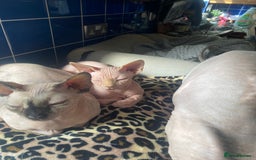 Sphynx cats for sale:  Sphynx kittens are looking for a loving  home. - Image 21