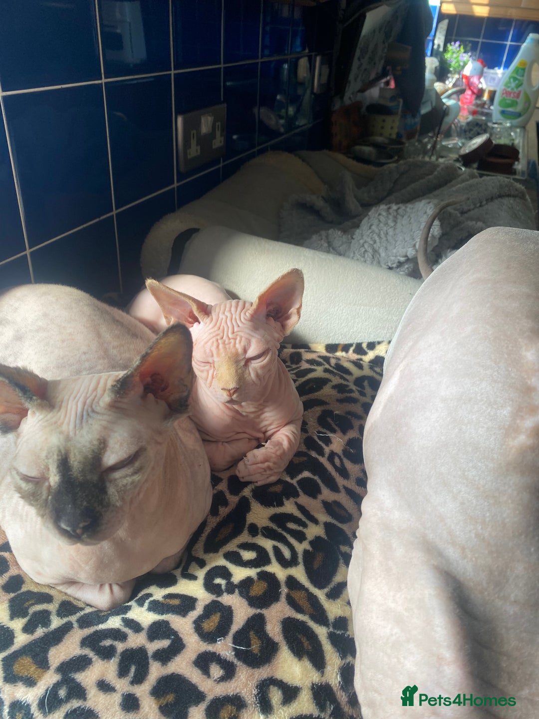 Sphynx cats for sale:  Sphynx kittens are looking for a loving  home. - Image 21