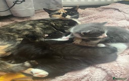 Mixed Breed cats for sale: 3 Beautiful and Playful Kittens - Image 10