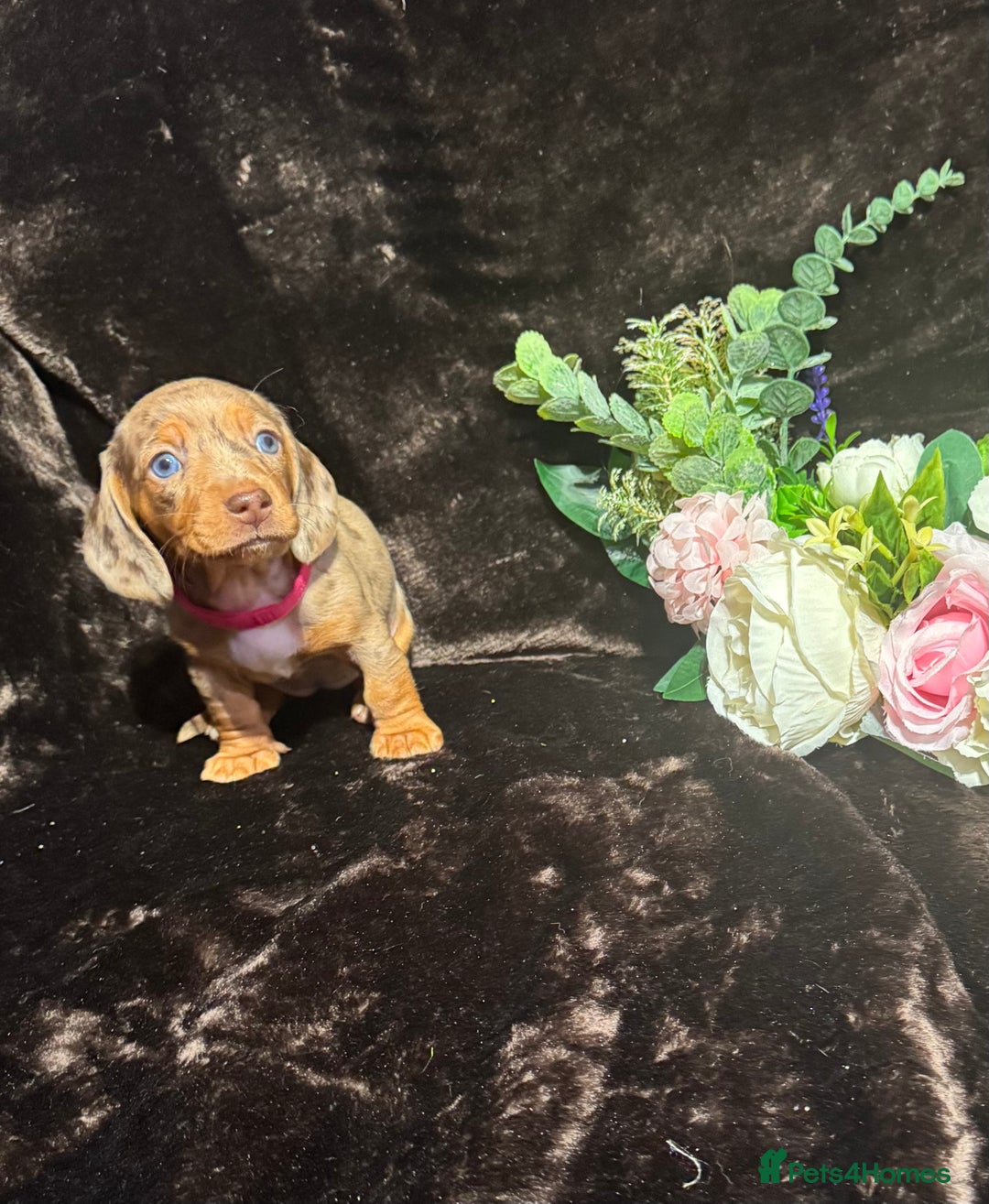 Miniature Dachshund dogs for sale: BEAUTIFUL KC MINI DACHSHUND READY TO LEAVE 23/12   - Advert 10