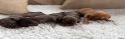 Cavalier King Charles Spaniel dogs for sale: Choc & Ruby Cavaliers E ** tensively Health Tested in Romford - Advert 5