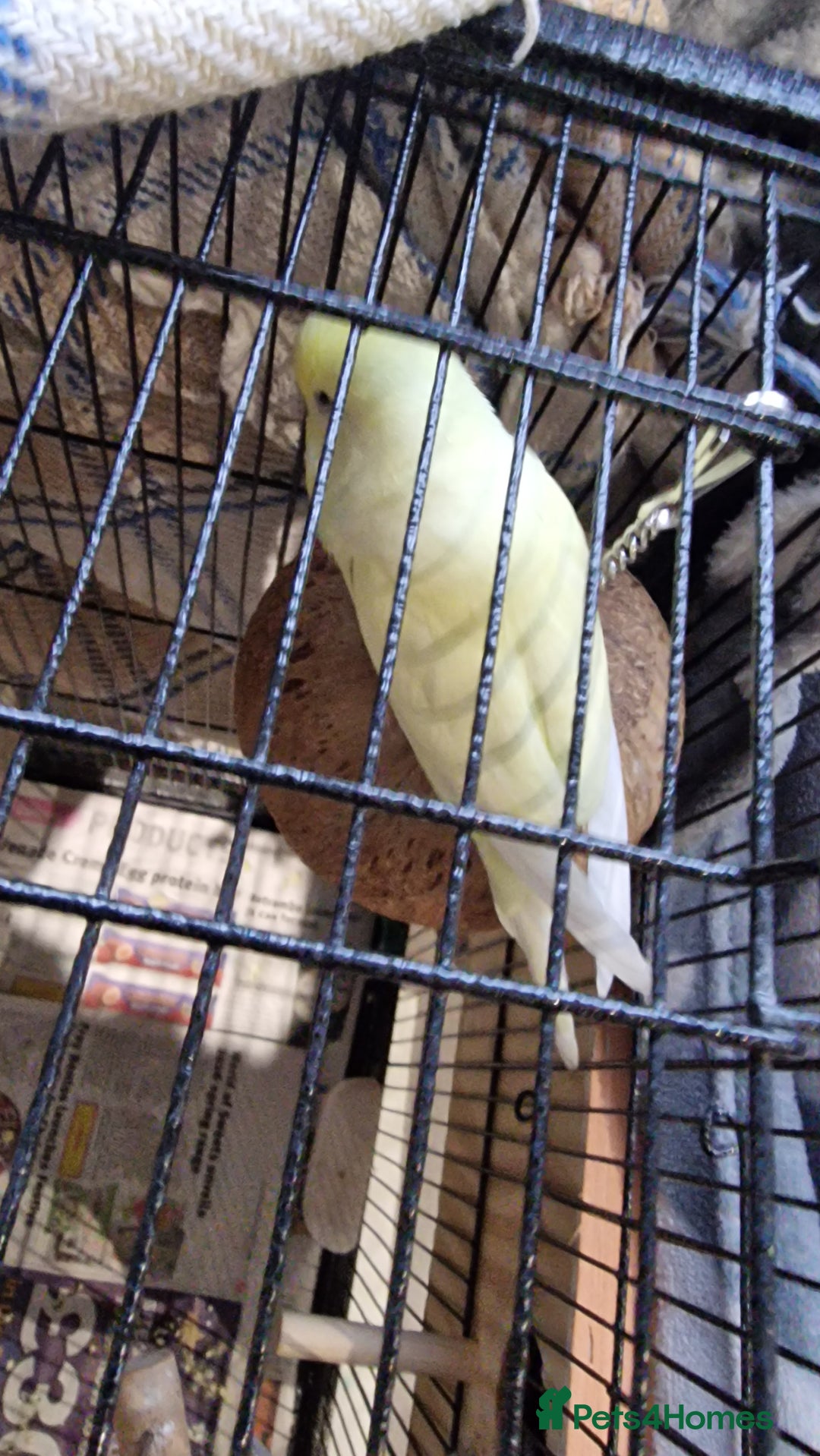Budgerigars birds for sale: 2 Male Female Breeding Pair Budgies - Advert 4
