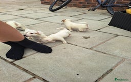 Jack Russell dogs for sale: Jolly Joyful Jack Russells  - Image 11