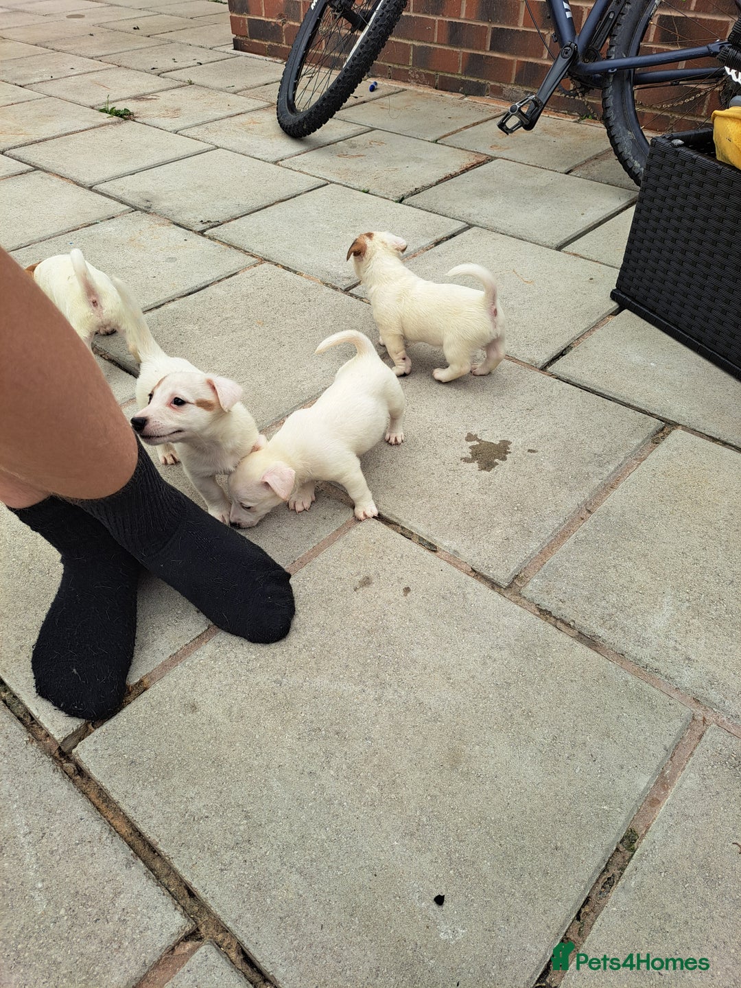 Jack Russell dogs for sale: Jolly Joyful Jack Russells  - Image 11