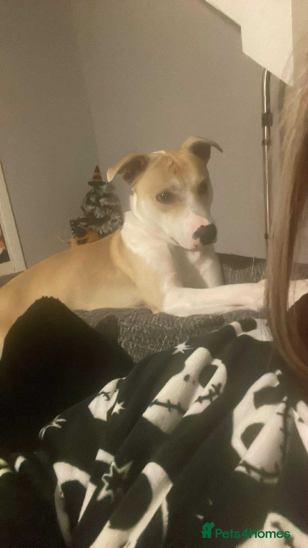 Mixed Breed dogs for sale: Mixed breed boy  - Image 1