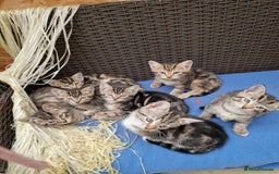 Mixed Breed cats for sale: 6 friendly tabby kittens - Image 15