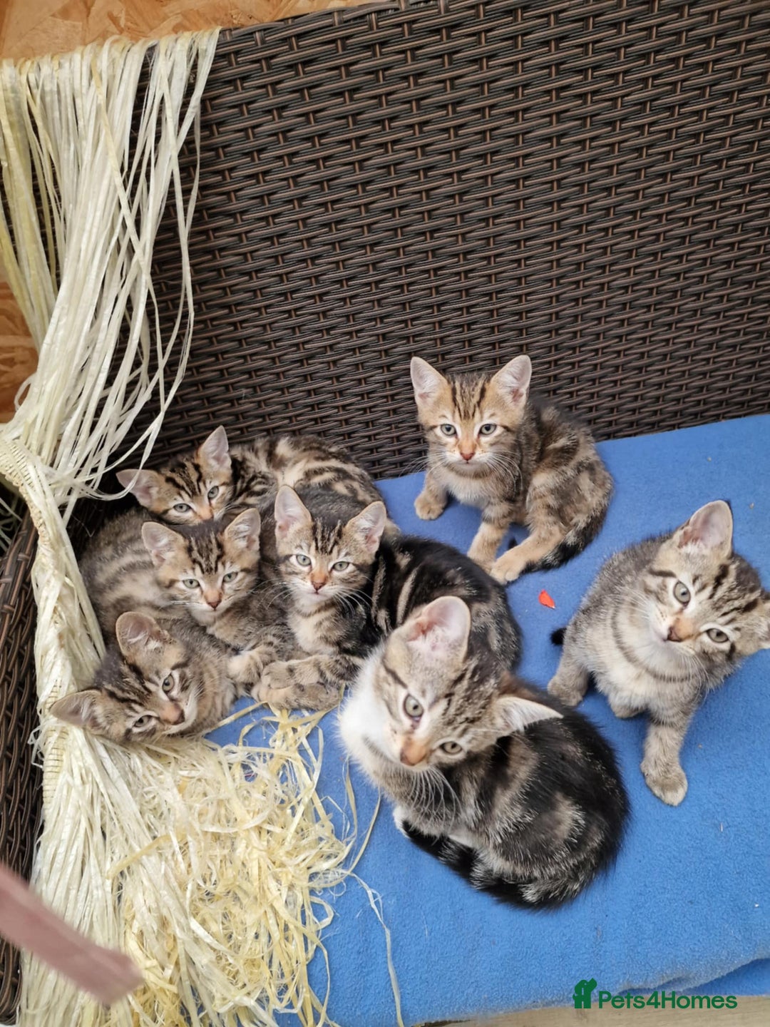 Mixed Breed cats for sale: 6 friendly tabby kittens - Image 15