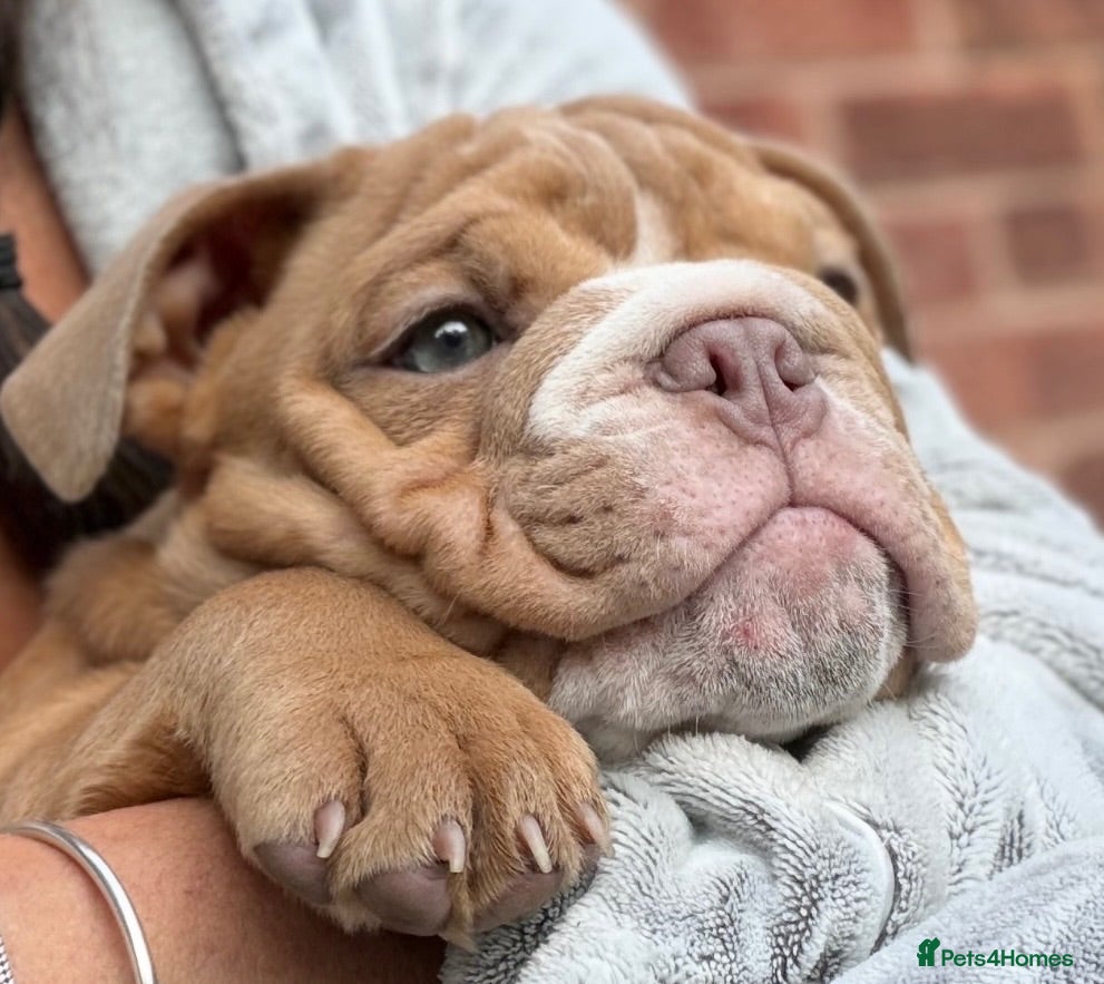 English Bulldog dogs English Bulldog Puppies  - Advert 5