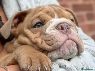 English Bulldog dogs English Bulldog Puppies - Advert 1